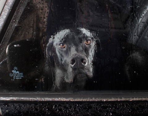Mute: the silence of dogs in cars - Prospero